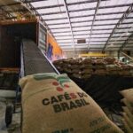 Exportações de café do Brasil recuam 17,5% em agosto, mas receita cresce 12,7%